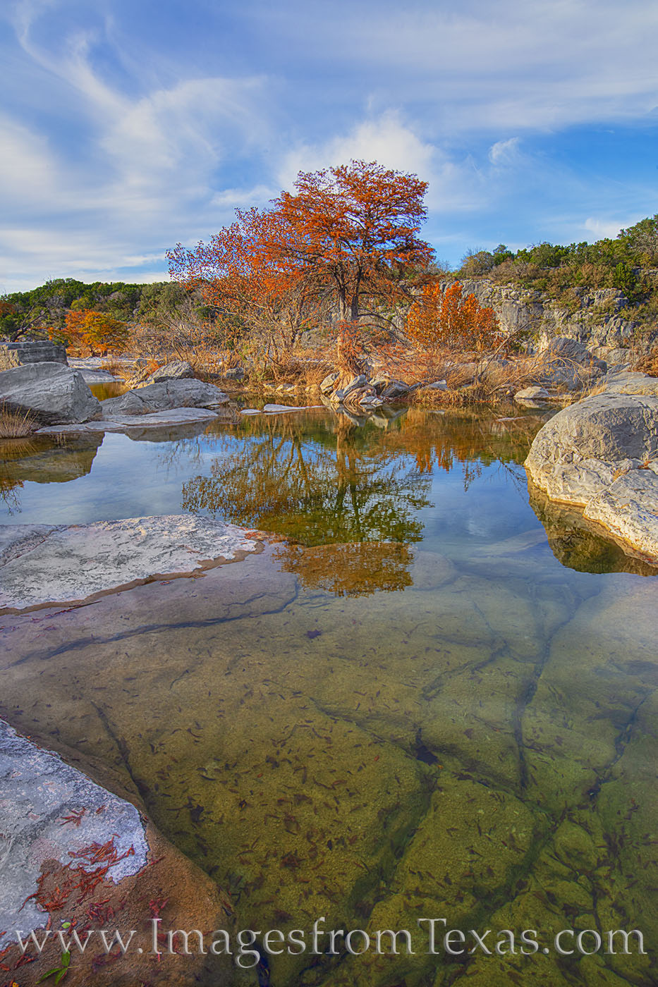 Autumn Evening on the Pedernales River 11 This bald cypress stands alone at the edge of a crystal clear pool along the path of the Pedernales River. The Autumn colors...
