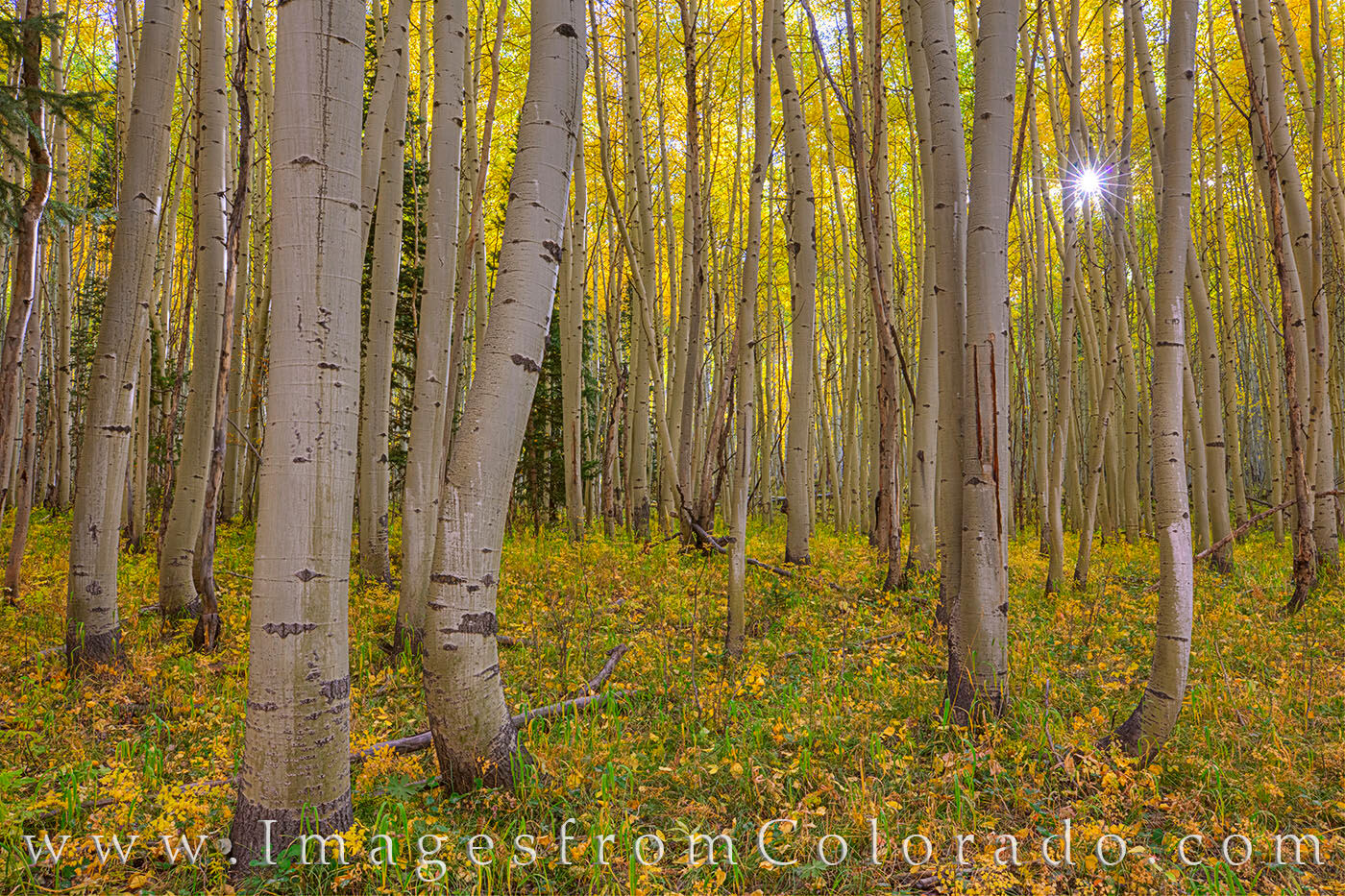 Autumn Sunlight through Aspen 104-2 Sunlight peeks through a golden aspen forest on an October morning near Winter Park, Colorado.