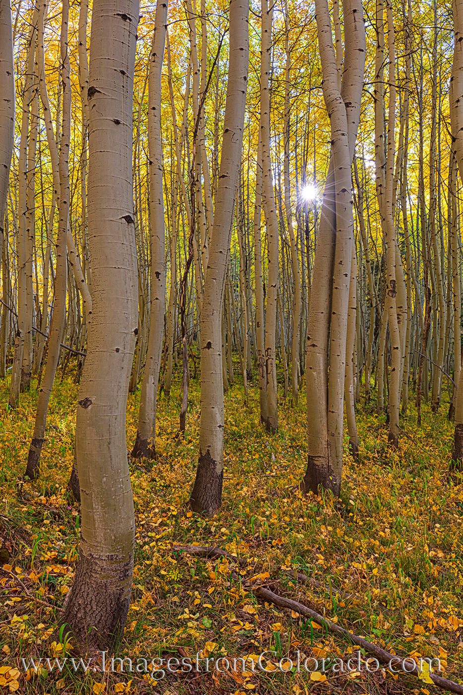 Autumn Sunlight through Aspen 104-4 Golden aspen leaves fill a quiet forest on a fall day in the San Juan Mountains.