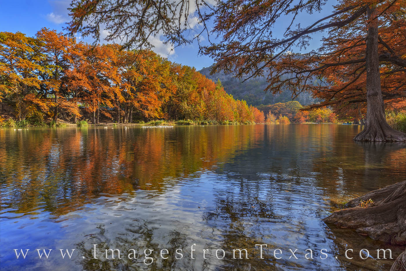 Autumn Sunshine on the Cypress 1111-1