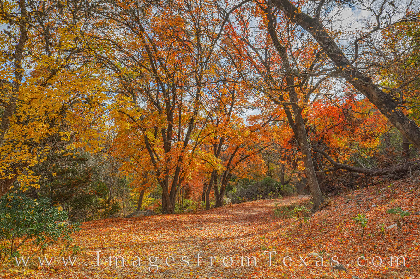 Autumn Trail - Lost Maples 1112-1 The red leaves of Lost Maples State Park Autumn show turn the path into a carpet of crunchy color. This path is along the East...