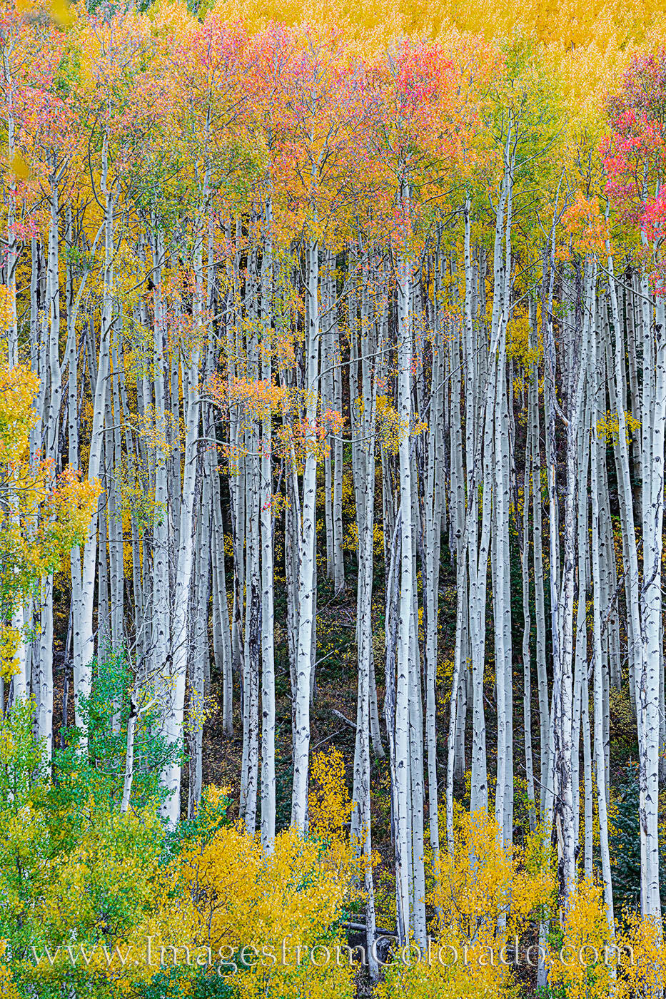 Autumn in the Maroon Bells Wilderness, Colorado 103-2 Pristine tree trunks of Aspen trees capped by gold and orange leaves show off the fall colors of the Maroon Bells Wilderness...