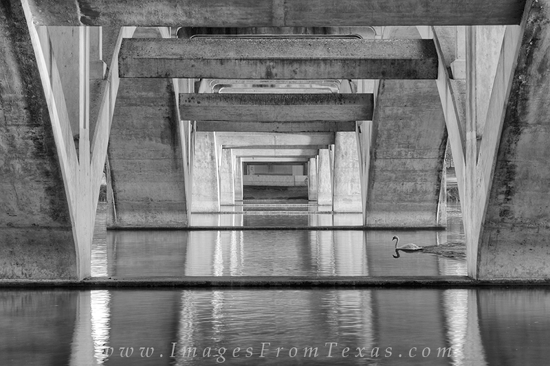 Lamar Bridge Swan in Black and White I love the symmetry and architecture of the bridges that span the waters of Lady Bird Lake in Austin, Texas. I like to set up...