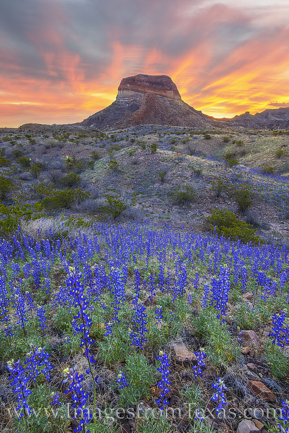 Bluebonnet Glory, Big Bend National Park 123-2 One of my favorite places in Big Bend to photograph bluebonnets is the area surrounding Cerro Castellan. The landscape seems...