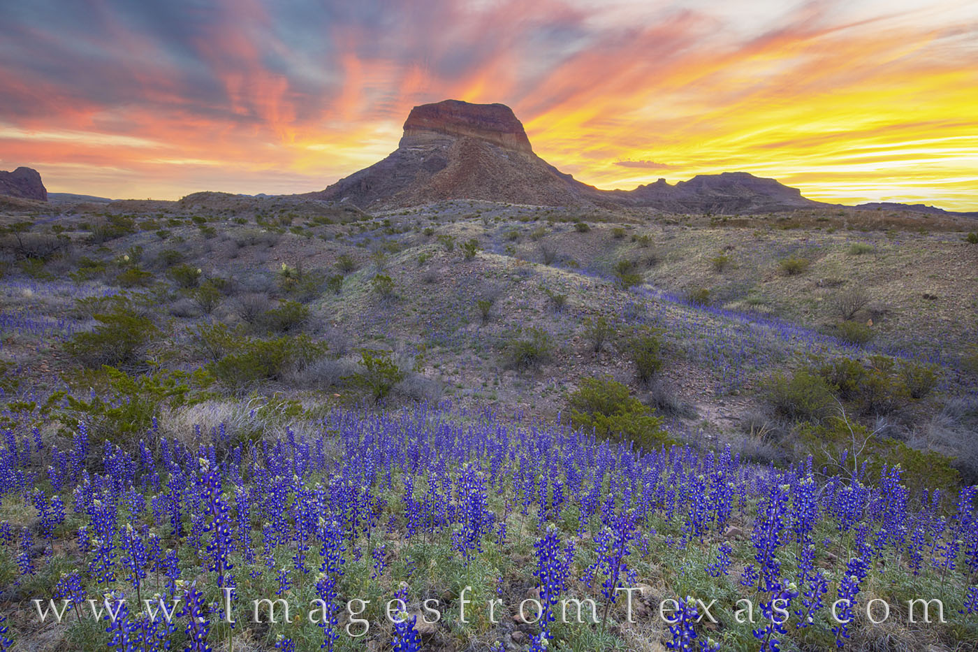 Bluebonnet Glory, Big Bend National Park 124 I knew the sky was going to light up when the. high clouds became visible well before sunrise. I also knew the bluebonnets were...