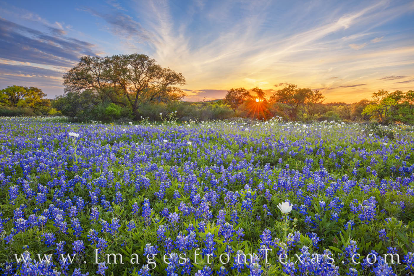 Bluebonnet Glory in March 331-2