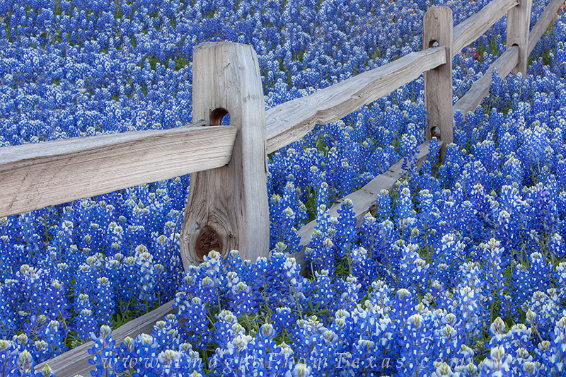 bluebonnet pictures,texas bluebonnets,texas wildflowers,llano,springtime in Texas,Texas Hill Country
