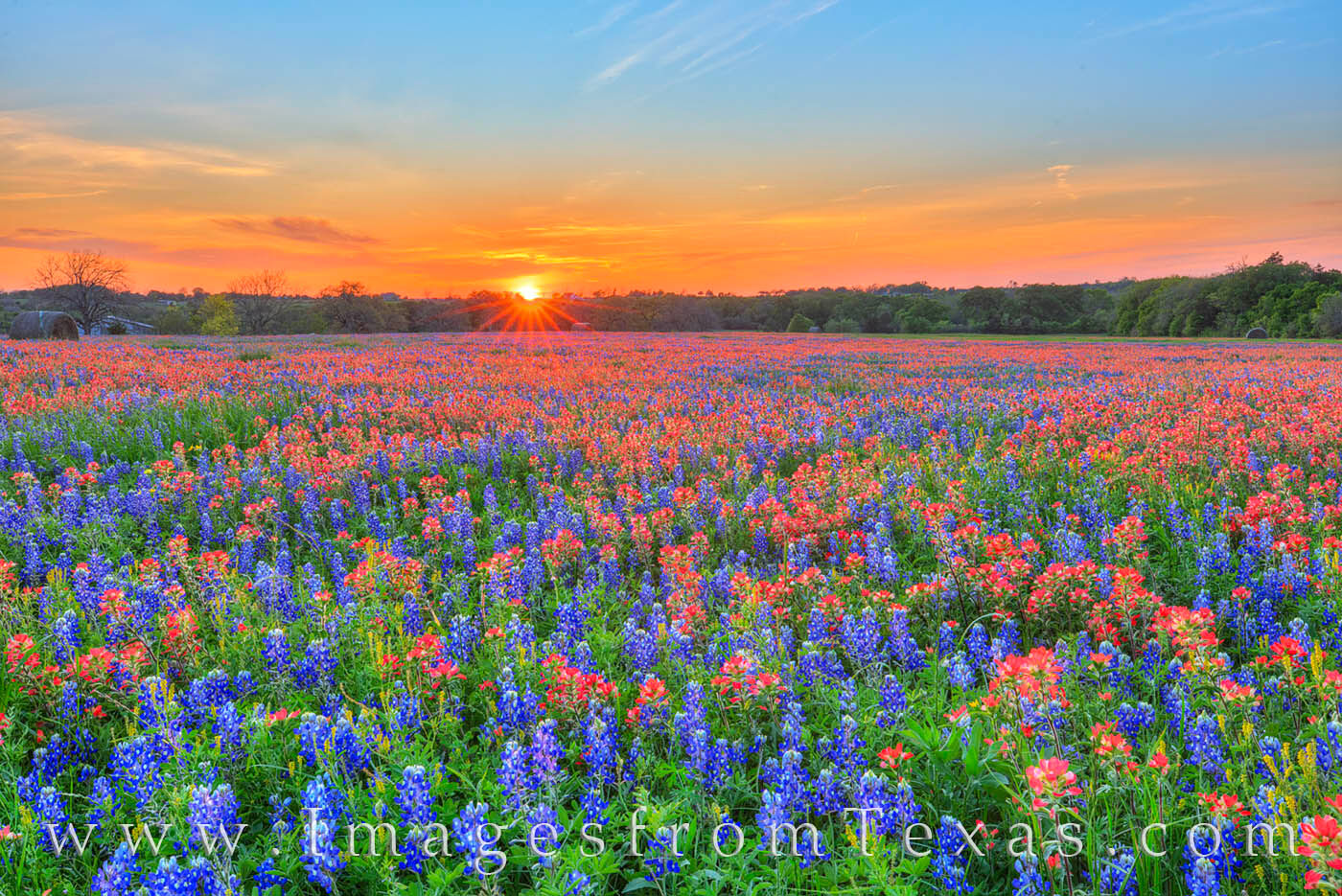 Bluebonnets and Indian Paintbrush Sunset 320-1 A splash of last light spreads acros a colorful field of Indian Blankets and bluebonnets on a cool spring evening near Shelby...