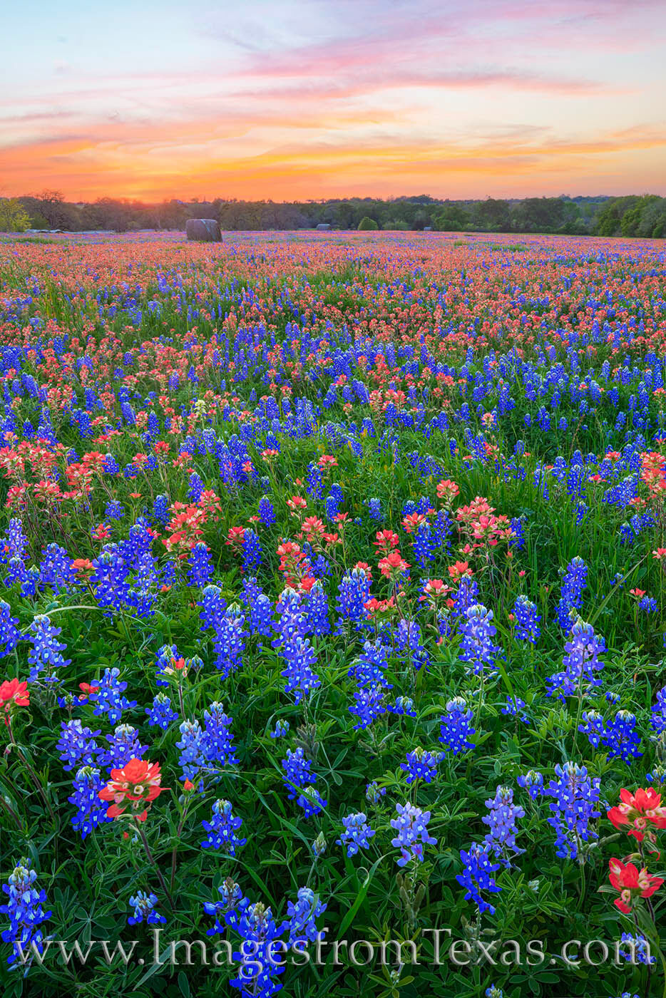 Bluebonnets and Indian Paintbrush Sunset 320-3 About fifteen minutes after sunset, the sky turned nice shades of orange and pink for a very short time. In the foreground, bluebonnets...