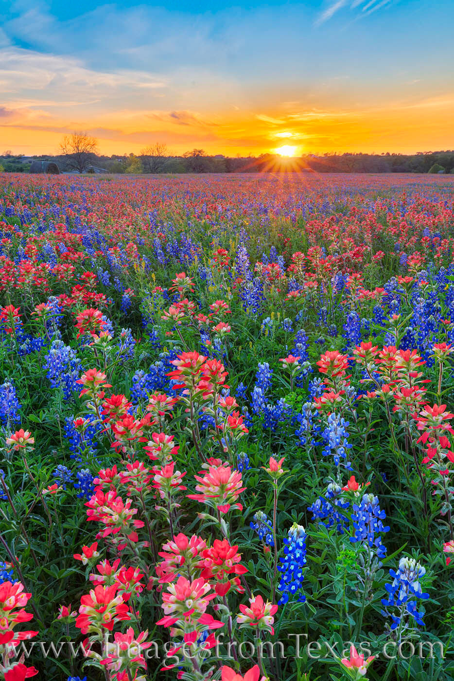 Bluebonnets and Indian Paintbrush Sunset 320-4 On a quiet field in Washington County not too far from Brenham, a beautiful field of bluebonnets and Indian blankets glow with...