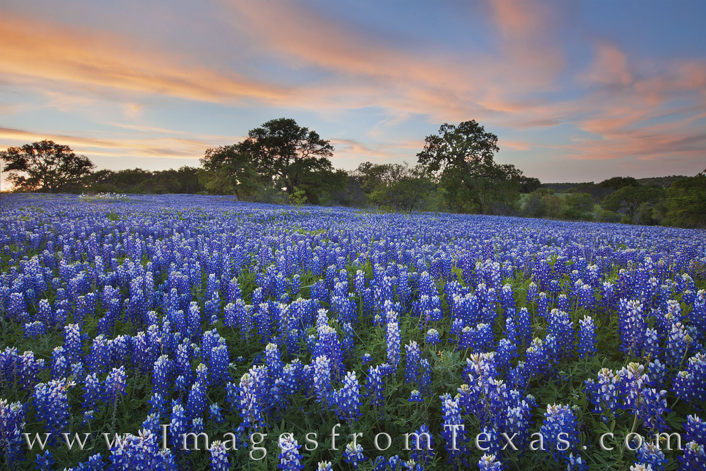 bluebonnets,bluebonnet images,texas wildflower images,wildflower,hill country,texas landscapes,wildflower prints,bluebonnet prints