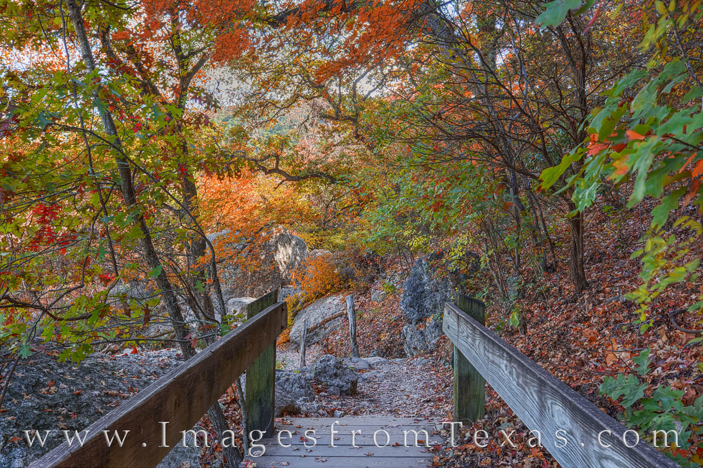 Bridge to Autumn Colors - Lost Maples 1112-2 A small bridge along a path in Lost Maples is surrounded by Autumn colors on a cool November afternoon.