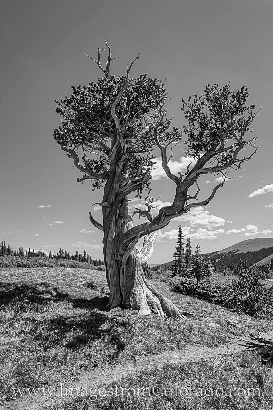 Bristlecone Pine Tree on the Hell's Hole Trail Black and White 1 This black and white photograph comes from the Hell’s Hole trail about 20 minutes from Idaho Springs. The trail leads to Hell...