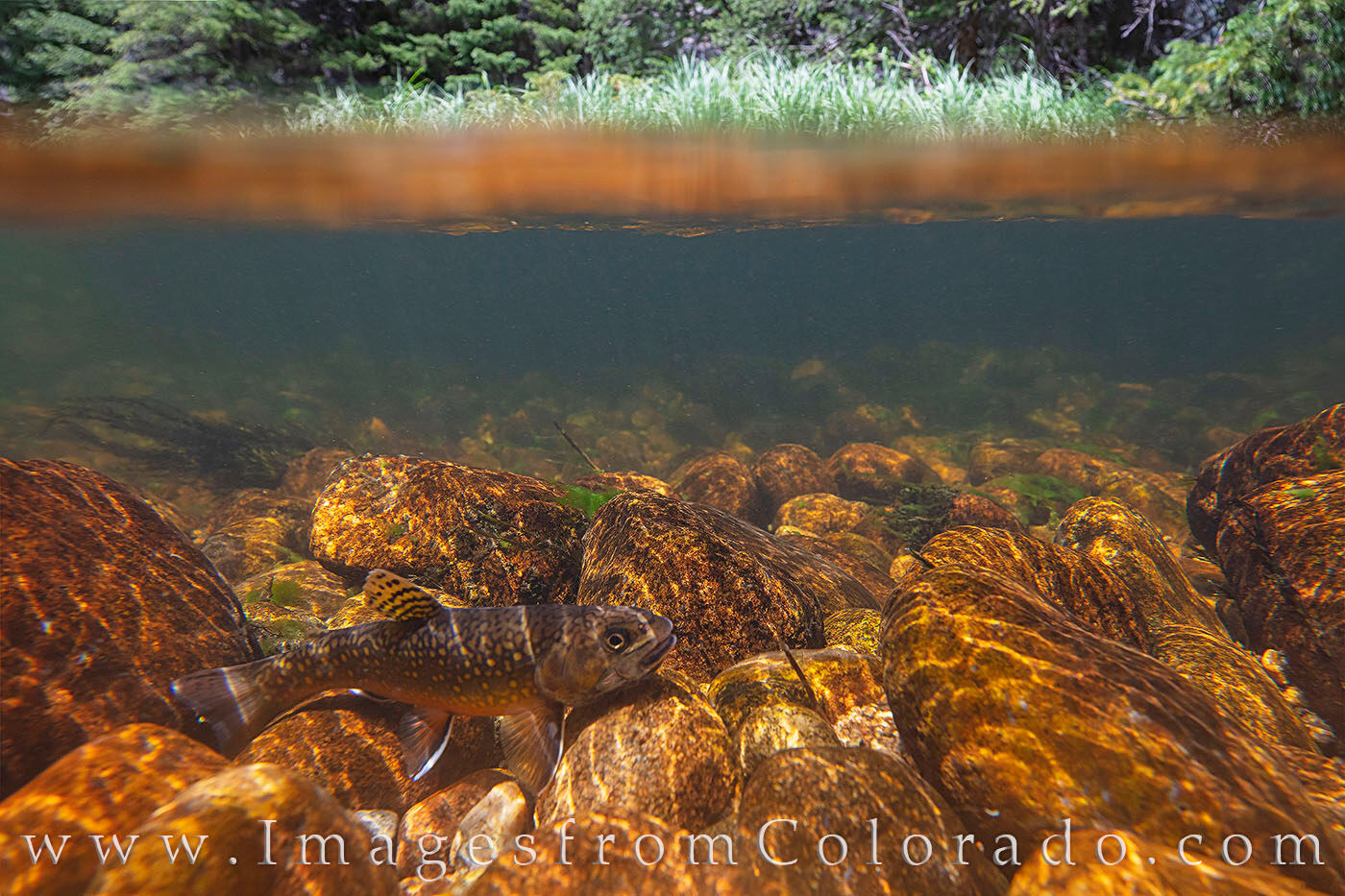 Brook Trout, North Inlets, Rocky Mountain National Park 1 High up in the North Inlets in Rocky Mountains National Park, a brook trout enjoys the sunshine and the cold, clear water that...