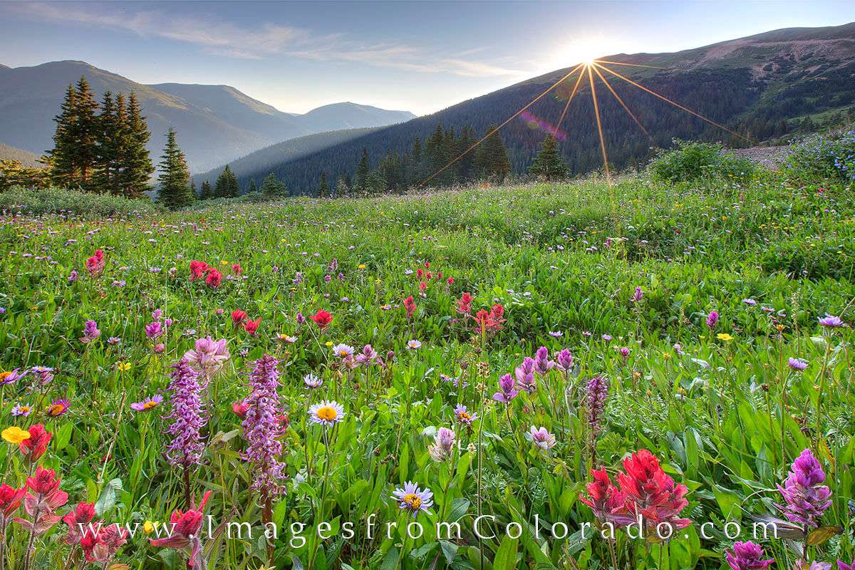 Butler Gulch and Colorado Wildflowers 7 Paintbursh, daisies, elephant tusks, and many other colorful Colorado wildflowers adorned the meadow near the top of Butler Gulch...