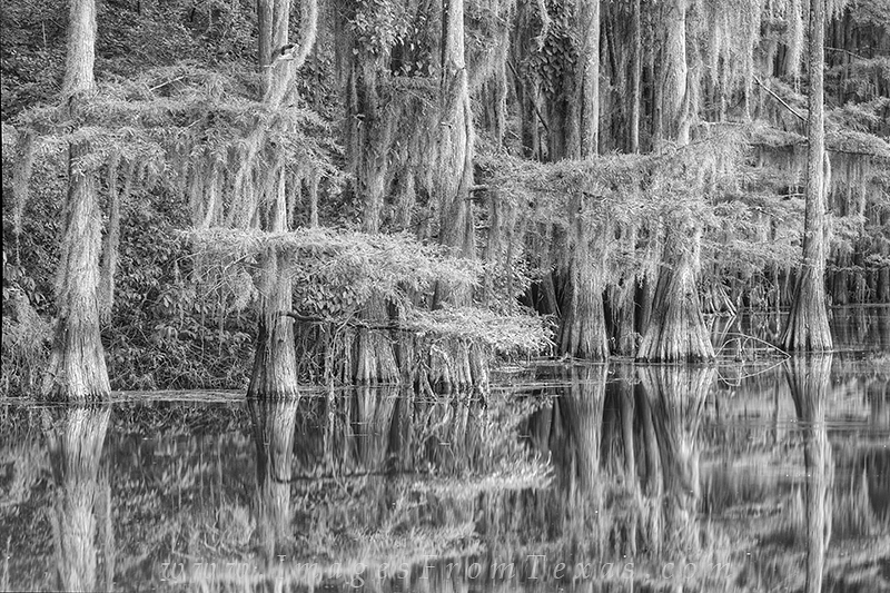 Caddo Lake State Park Black and white 1