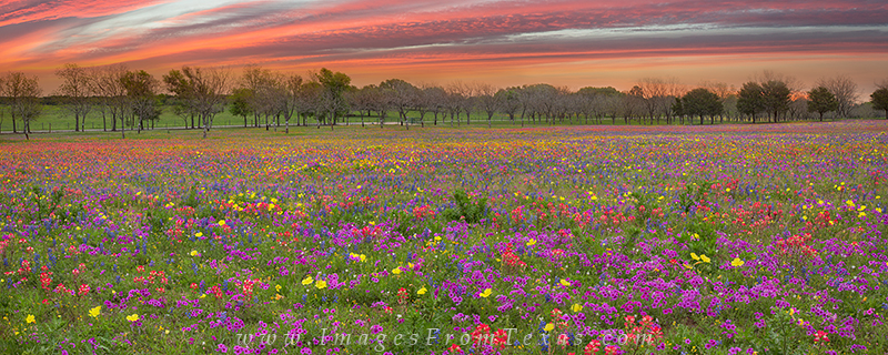 texas wildflower panorama,texas wildflower images,wildflower prints,new berlin,church road