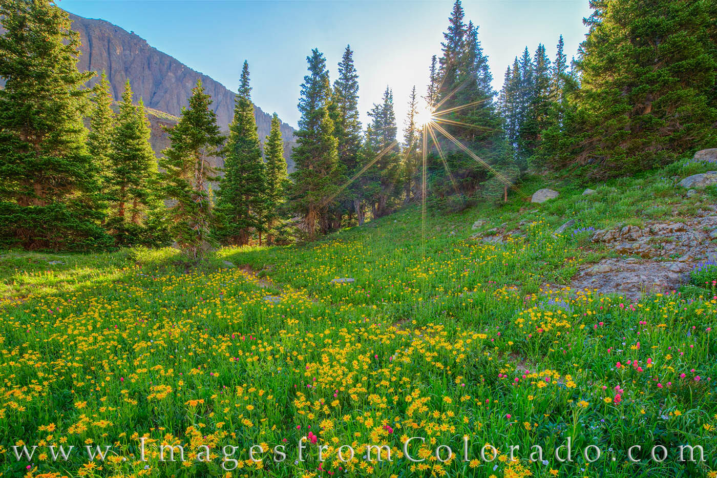 Colorado San Juans Wildflower Sunrise 1 The Blue Lakes hike near Ridgway, Colorado, is well known for summer wildflowers. This wildfower photograph was taken before...