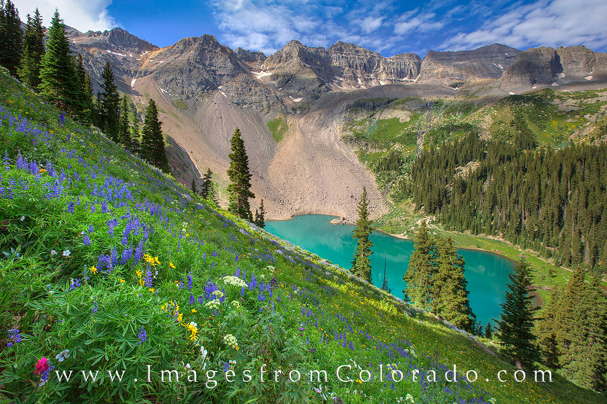 Lower Blue Lakes Wildflowers 2