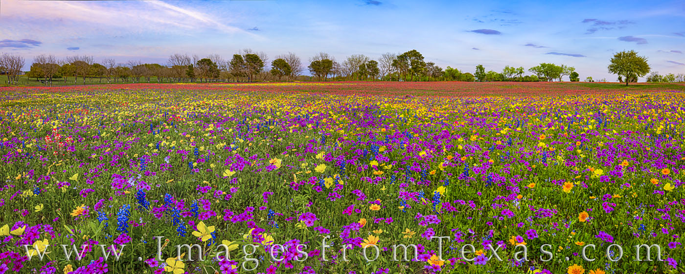 Wildflower panorama, wildflowers, flowers, paintbrush, bluebonnets, groundsel, coreopsis, phlox, new berlin, san Antonio, rural, red, blue, purple, yellow, gold, pano, quiet, country road