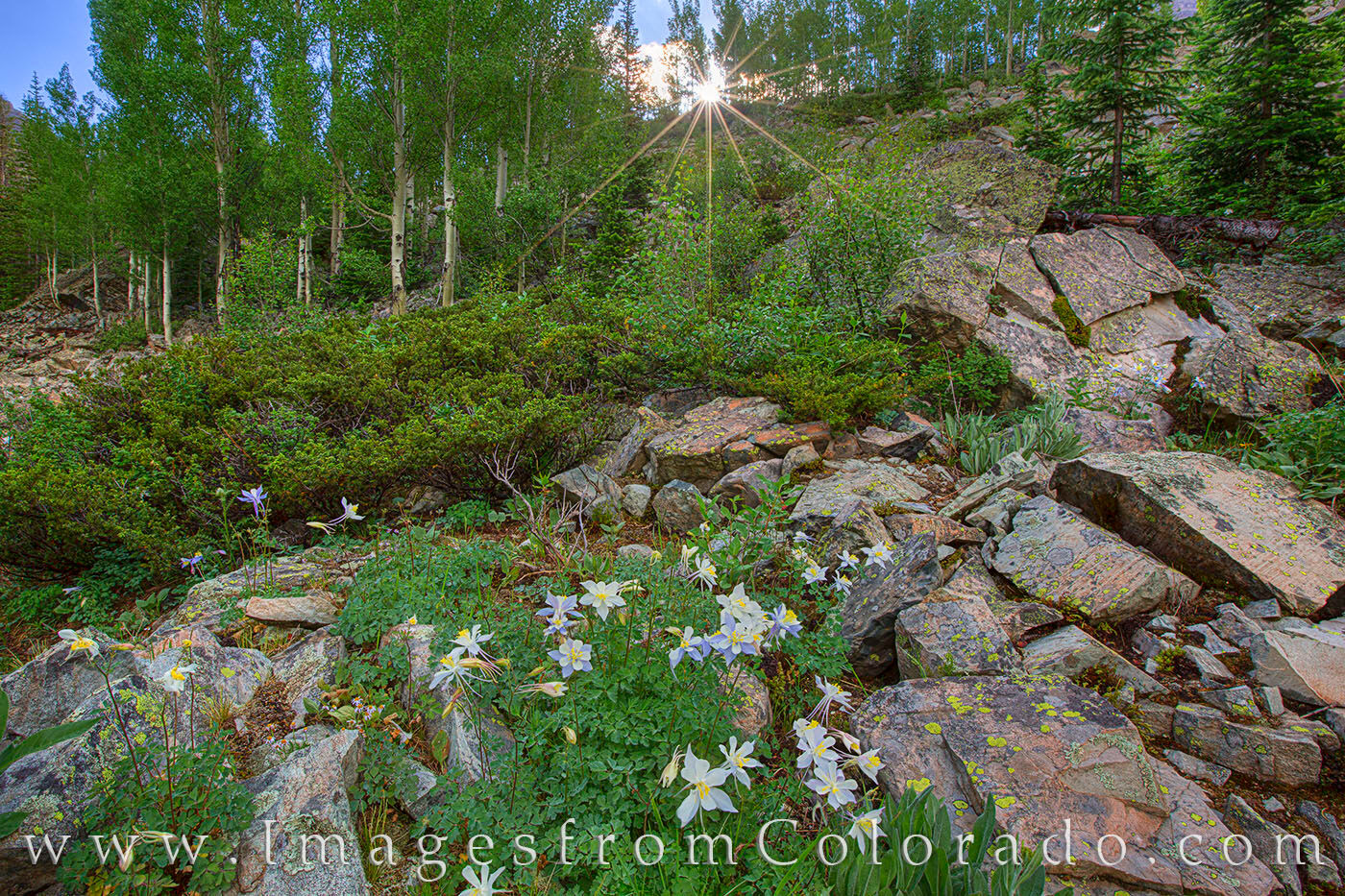 Columbine Sunrise at the Maroon Bells 1