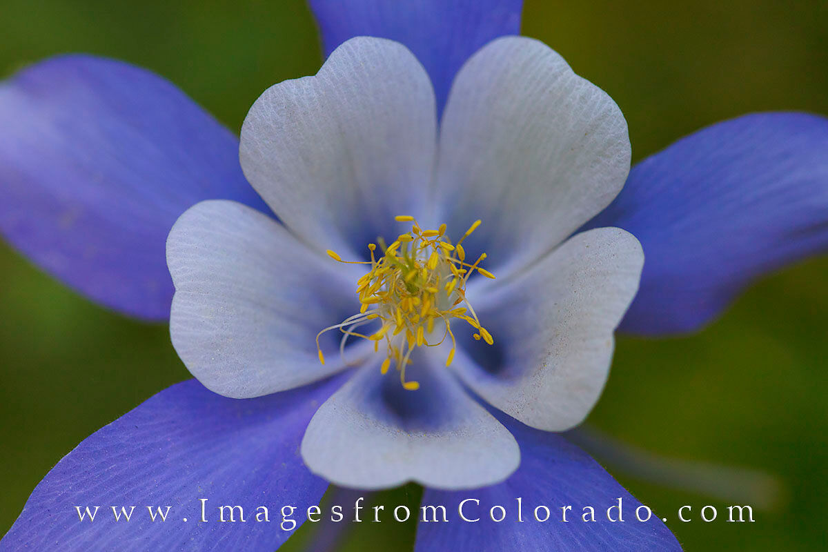 Columbine Wildflower Marcro 1 This close-up of a Columbine, the Colorado state wildflower, shows the intimate details of the beautiful petals and colors.