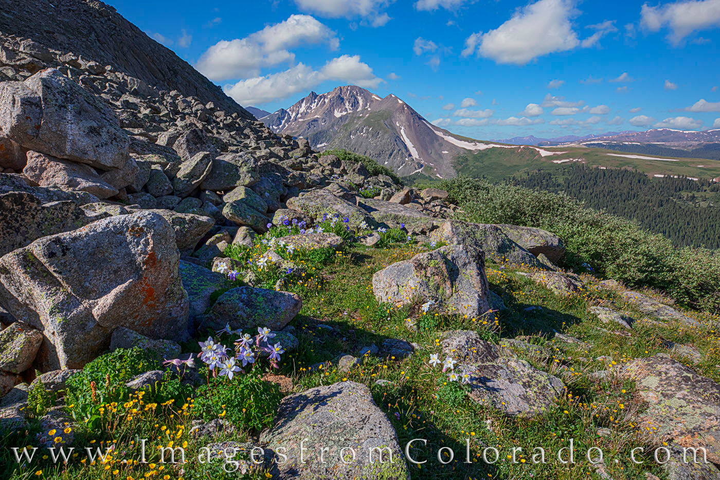 Columbine and Wildflowers near Mayflower Gulch 1 Mayflower Gulch often has good displays of Colorado wildflowers. Early in the summer, columbine can be found around the rocky...