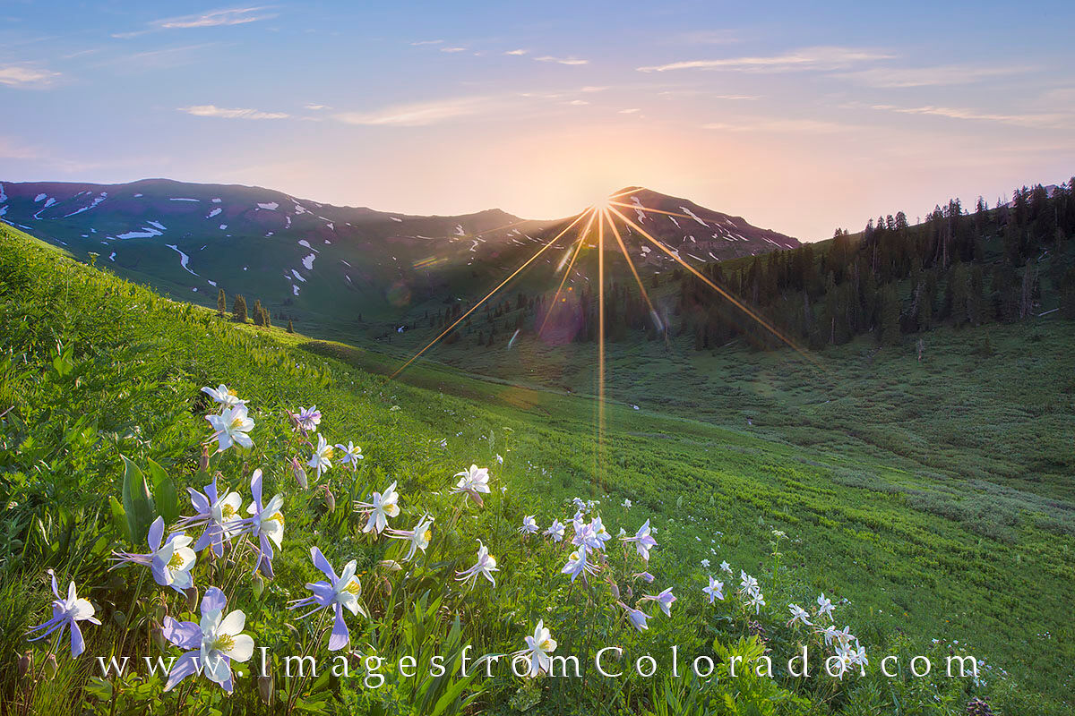 Columbine near Crested Butte 2 While making the hike from Crested Butte to Aspen along the West Maroon Pass Trail, I couldn't help but stop and capture this...