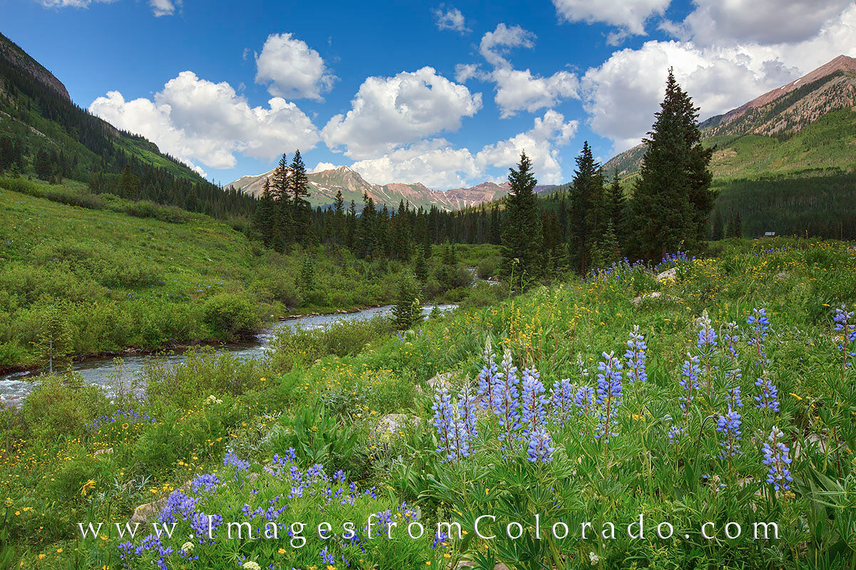 Crested Butte Wildflowers 2 Just outside of Crested Butte, Colorado, along Gothic Road, Lupine were blooming in the summer morning. These Colorado wildflowers...