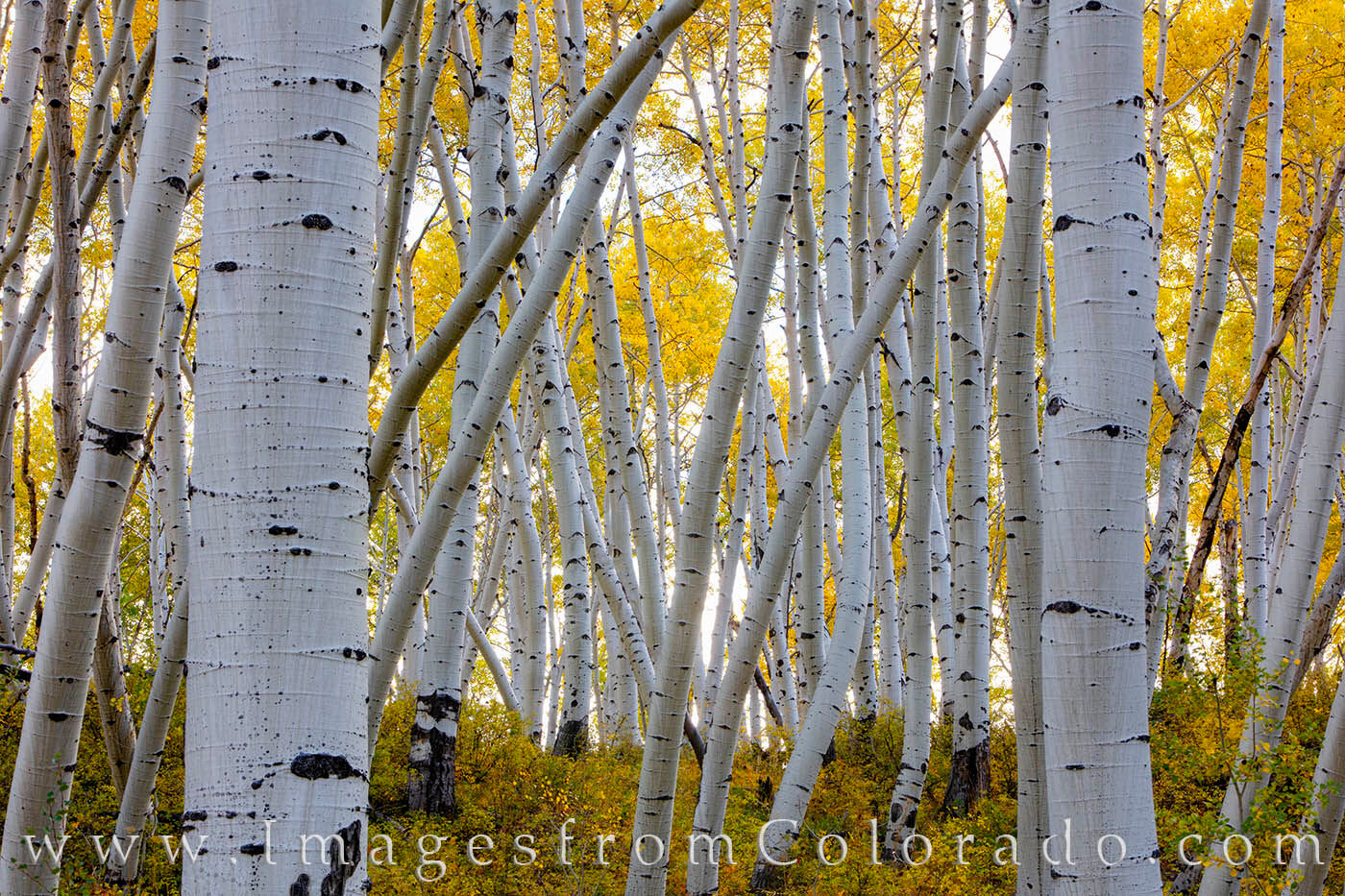 Criss-Cross Autumn Aspen 104-2 One of the few places in Colorado to photograph aspen trees that have grown in different directions is Last Dollar Road between...