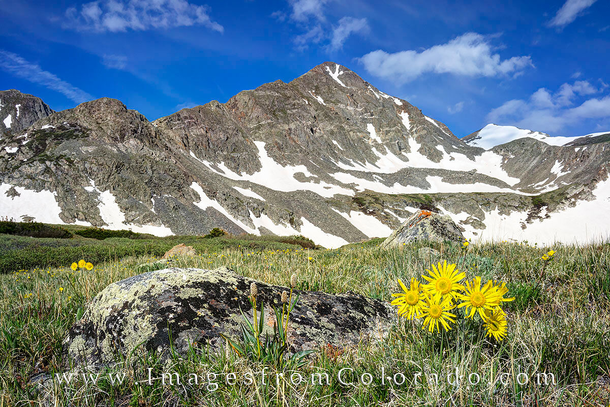 Crystal Peak and Wildflowers near Breckenridge 3 Colorado wildflowers fill the meadows of the Crystal Lakes hike near 12,000 feet in elevation. Upper Crystal Lake and Crystal...