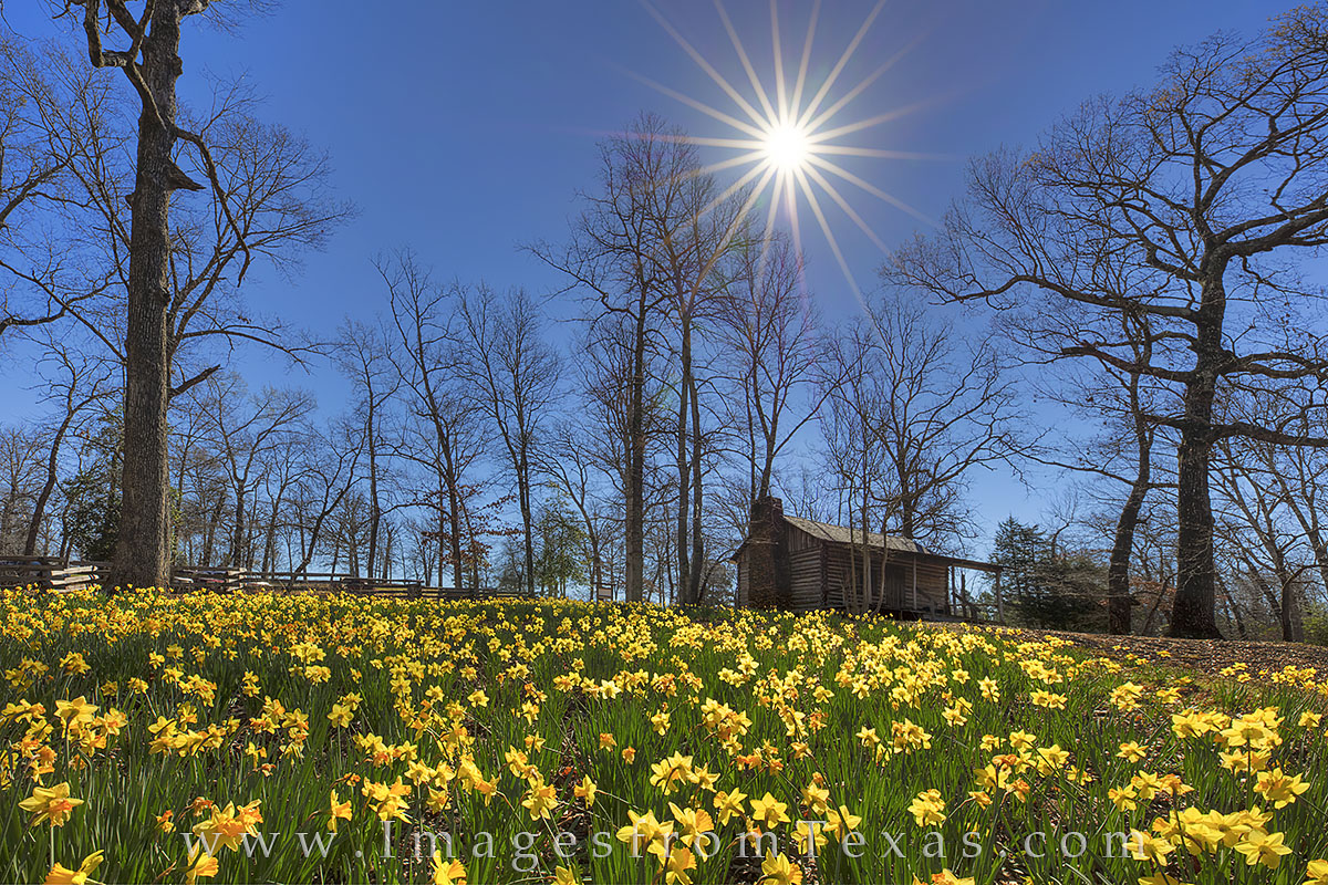 Daffodils by a Cabin 1 Daffodils bloom by an old cabin at a daffodil garden near Gladewater, Texas. These golden wildflowers bloom each February, only...