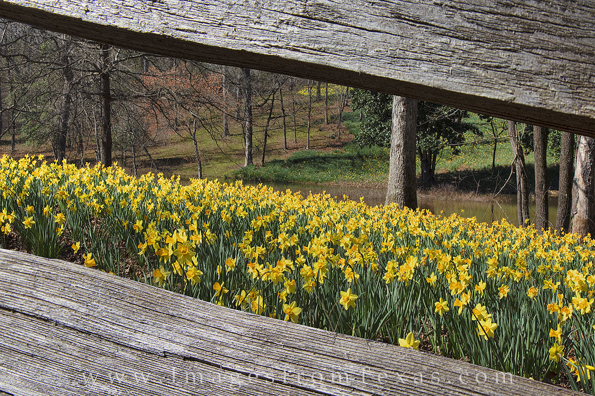 Daffodils through a Wooden Fence 1 A field of golden daffodils peek through a wooden fence near Gladewater, Texas, on a crisp February morning.