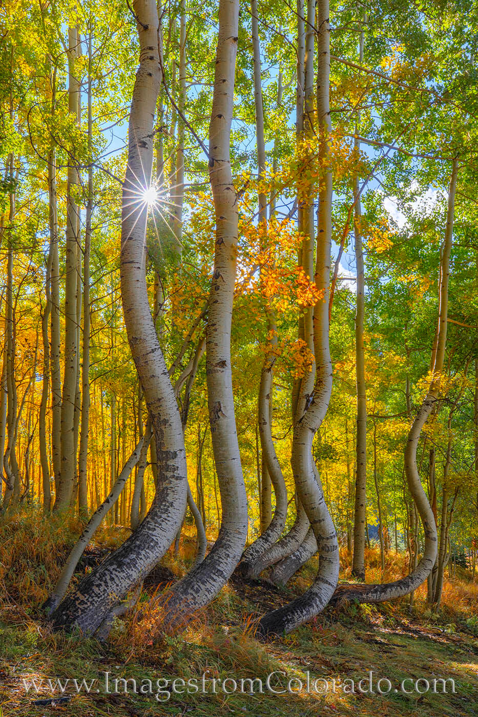 Dancing Aspen on an Autumn Morning 103-1 Aspen trees dance in the morning sunlight on a cold October morning. The Autumn colors are on full display in the warm rays....