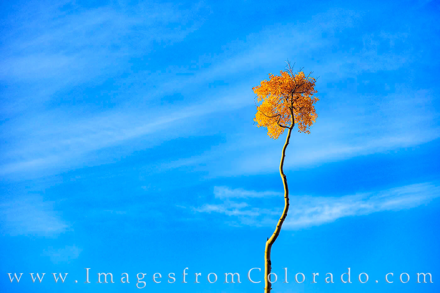 Follow Me - Aspen in Autumn 1 Rising high above a canvas of treetops, this unusual aspen tree shows off its gold crown on a crisp Autumn morning near Winter...