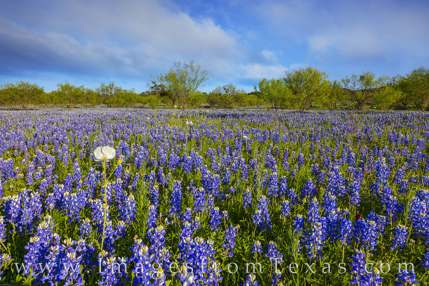 Hill Country Bluebonnet Afternoon 414-1 Bluebonnets, Bluebonnets - everywhere! Low clouds floated over this field of Texas’ favorite wildflower on a lazy spring afternoon...
