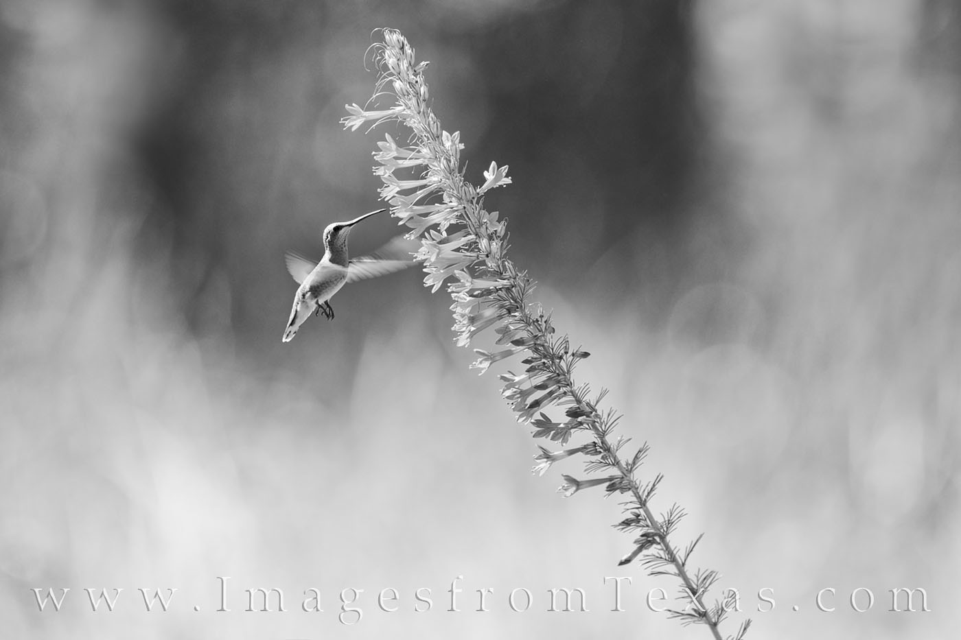 Hummingbird in Black and White 1 A hummingbird inspects a Red Standing Cypress, a tall, beautiful Texas wildflower, in the summer sun. Hummers are drawn to these...