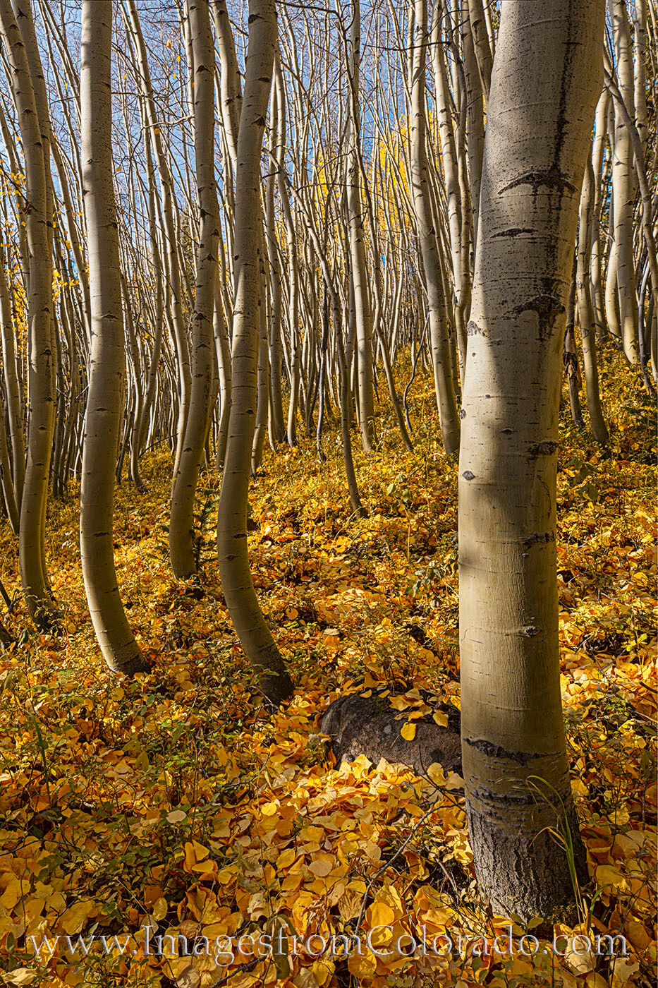 Last Leaves of Fall 106-1 A carpet of orange aspen leaves blanket the cold ground outside of Winter Park, Colorado. The cold winds had swept through the...
