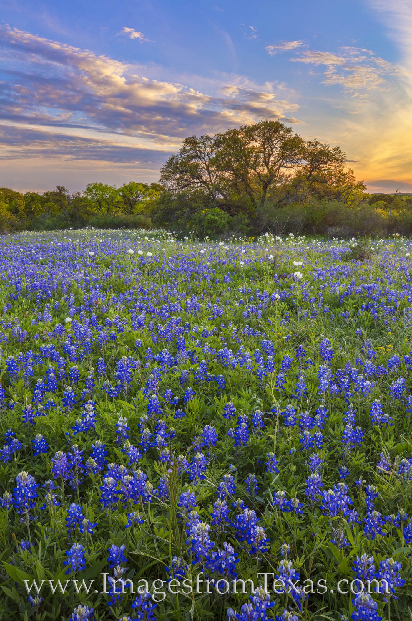 Late March Bluebonnet Sunset 331-5 Bluebonnets and a few whilte prickly poppies painted the lanscape blue and white along a remote dirt road in the Texas Hill Country...