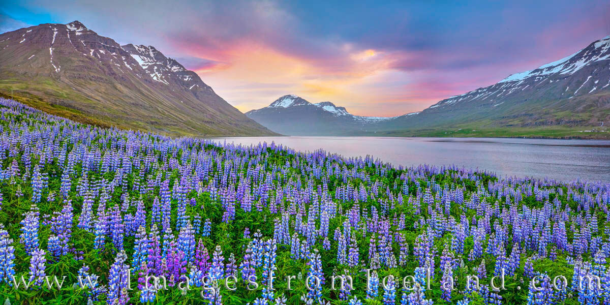 Lupine near Seydisfjördur at Midnight Panorama 1 On a little dirt road heading east out of the quaint village of Seydisfjördur, summer wildflowers show off their amazing color...
