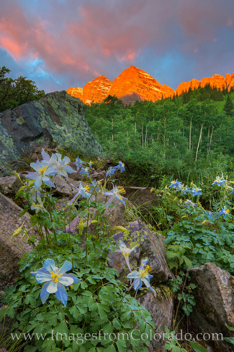 Maroon Bells Columbine at Sunrise 1