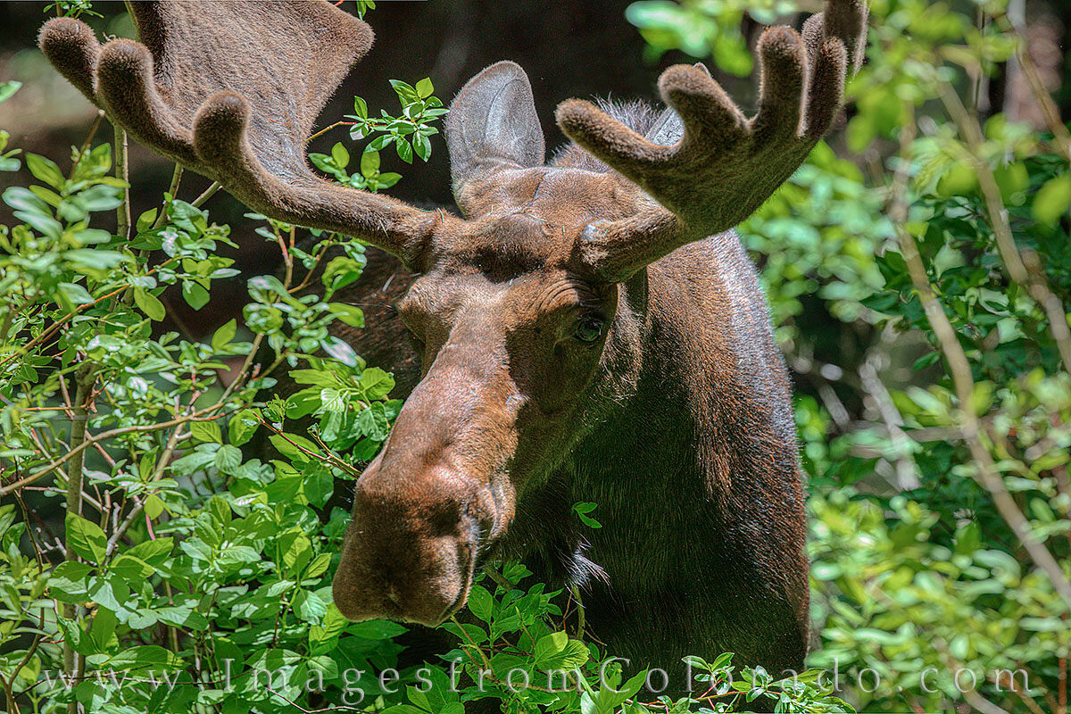 Moose near Winter Park in Summer 703-2 I was a little nervous when this bull moose walked through the willows while I was photographing him one summer afternoon near...