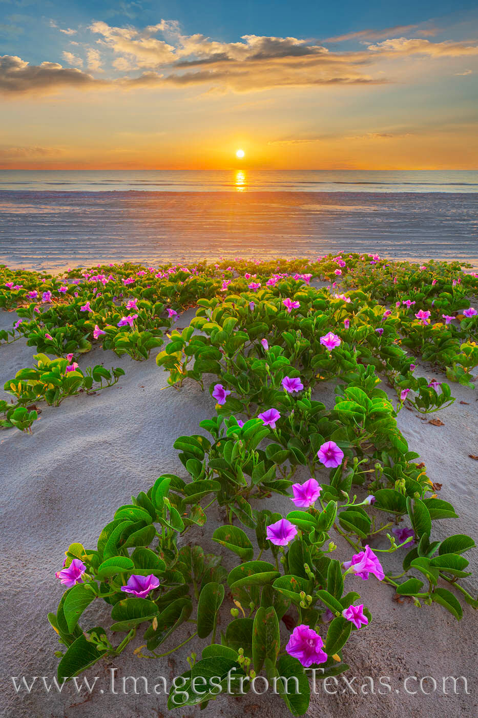 Morning Glory Sunrise - South Padre 4 First light spread across Morning Glory wildflowers on South Padre Island.