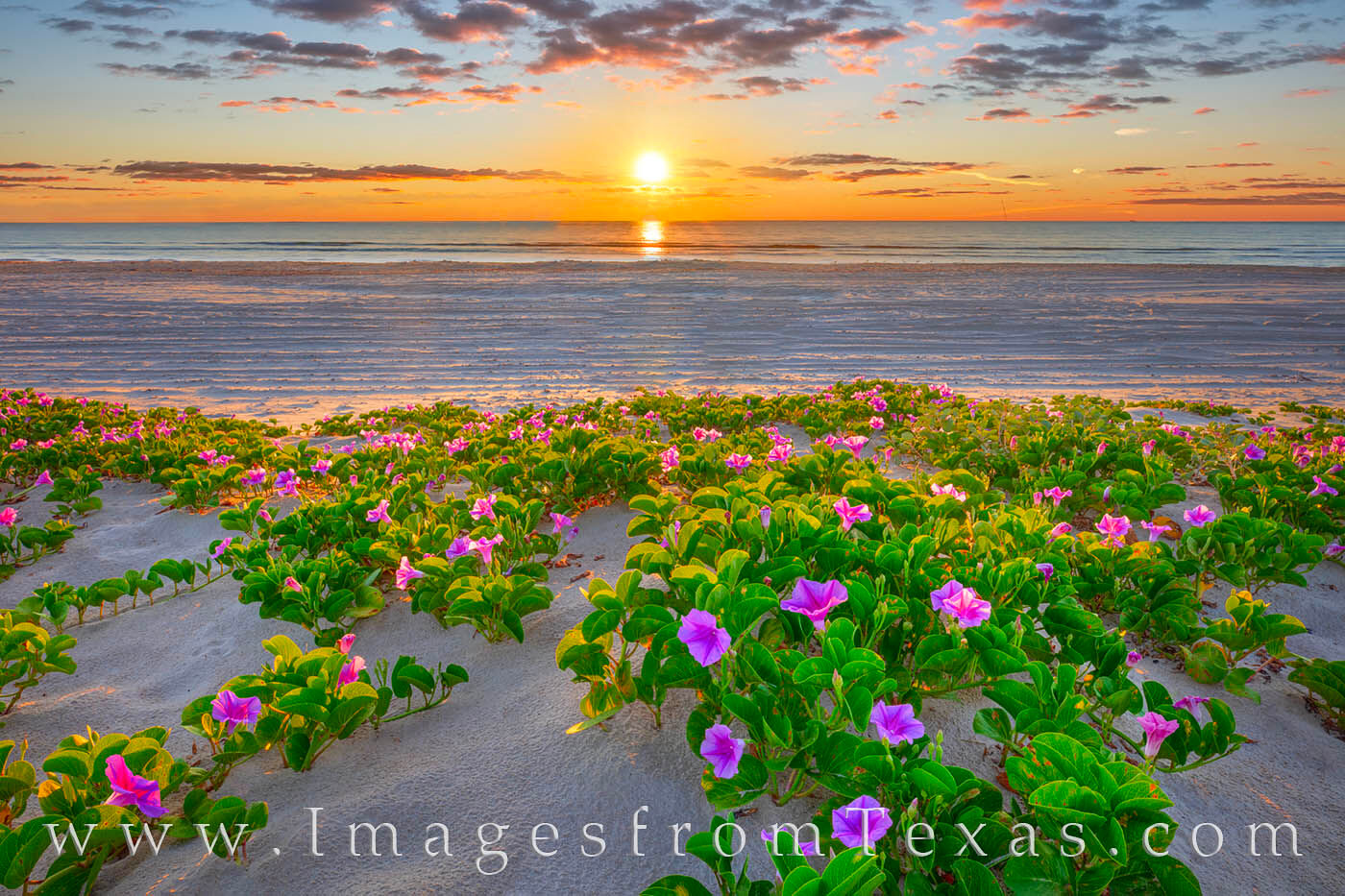 Morning Glory Sunrise 5 Morning Glories bloom along the South Padre Island Beach on a warm June morning.