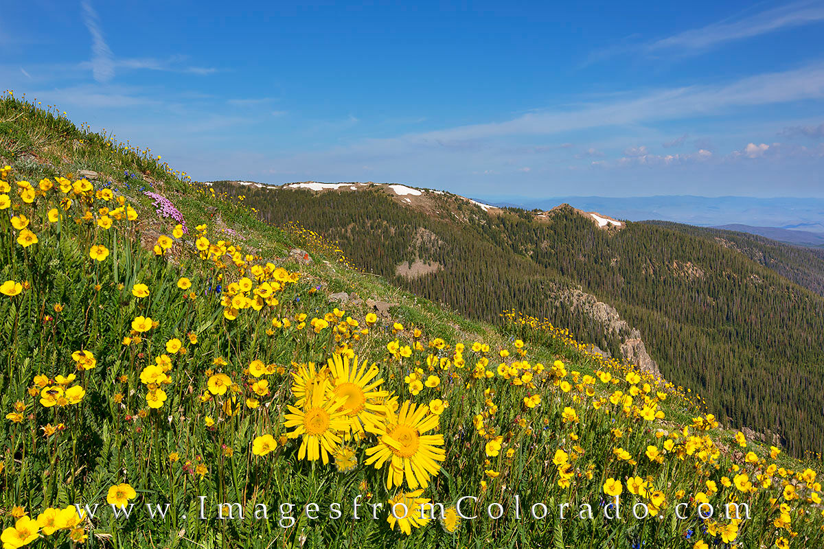 Old Man of the Mountain Byers Peak 1 Well, I was an old man on the mountain, but these were beautiful Old Man of the Mountain sunflowers scattered across the slopes...