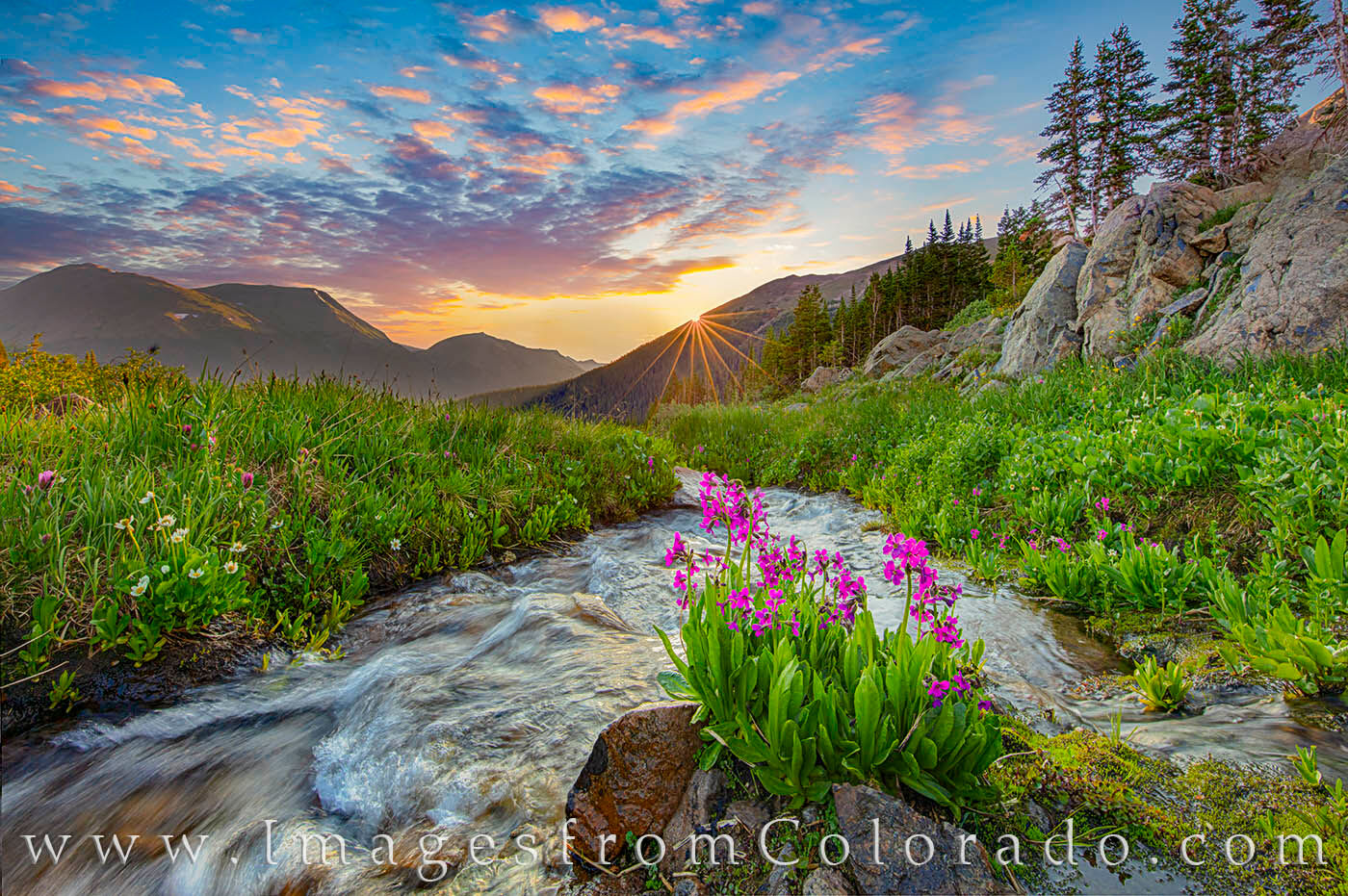 Parry's Primrose Cascade Sunrise 721-1 The wildflowers were so nice, I made the trek up Butler Gulch several times this summer and was rewarded with some amazing sunrises...