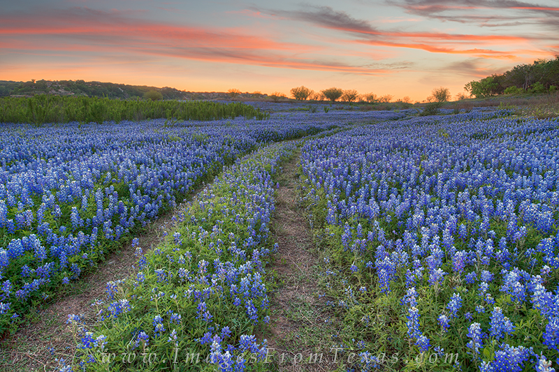Path Through the Bluebonnets 2 On a quiet evening, a path through thick bluebonnets leads back to the car and the long drive home. Evenings like this I cherish...