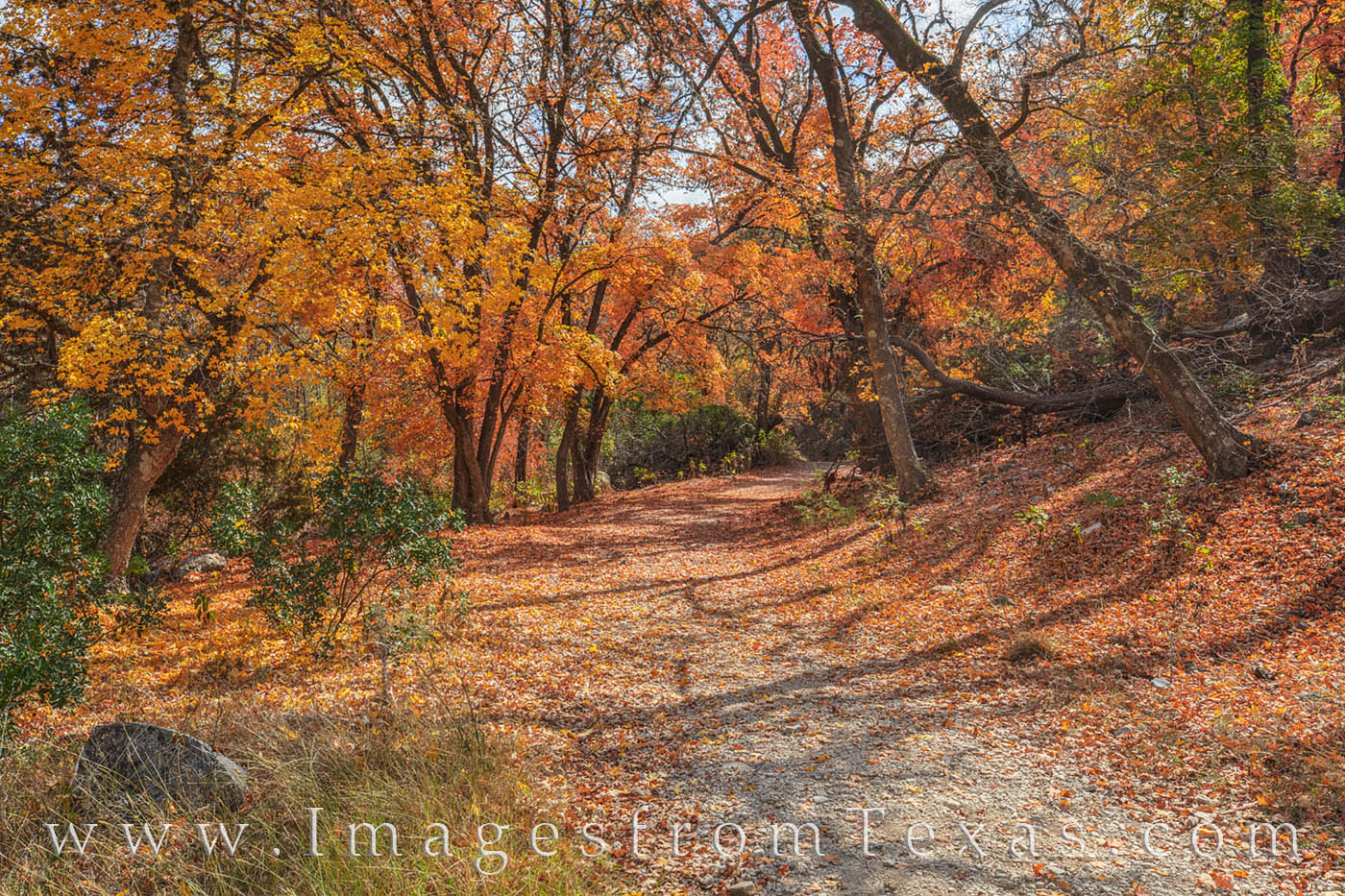 Path through the Bigtooth Maple 1112-1 Though the trail is partially covered in fallen leaves, it still guides you through the bigtooth maple trees in Lost Maples State...