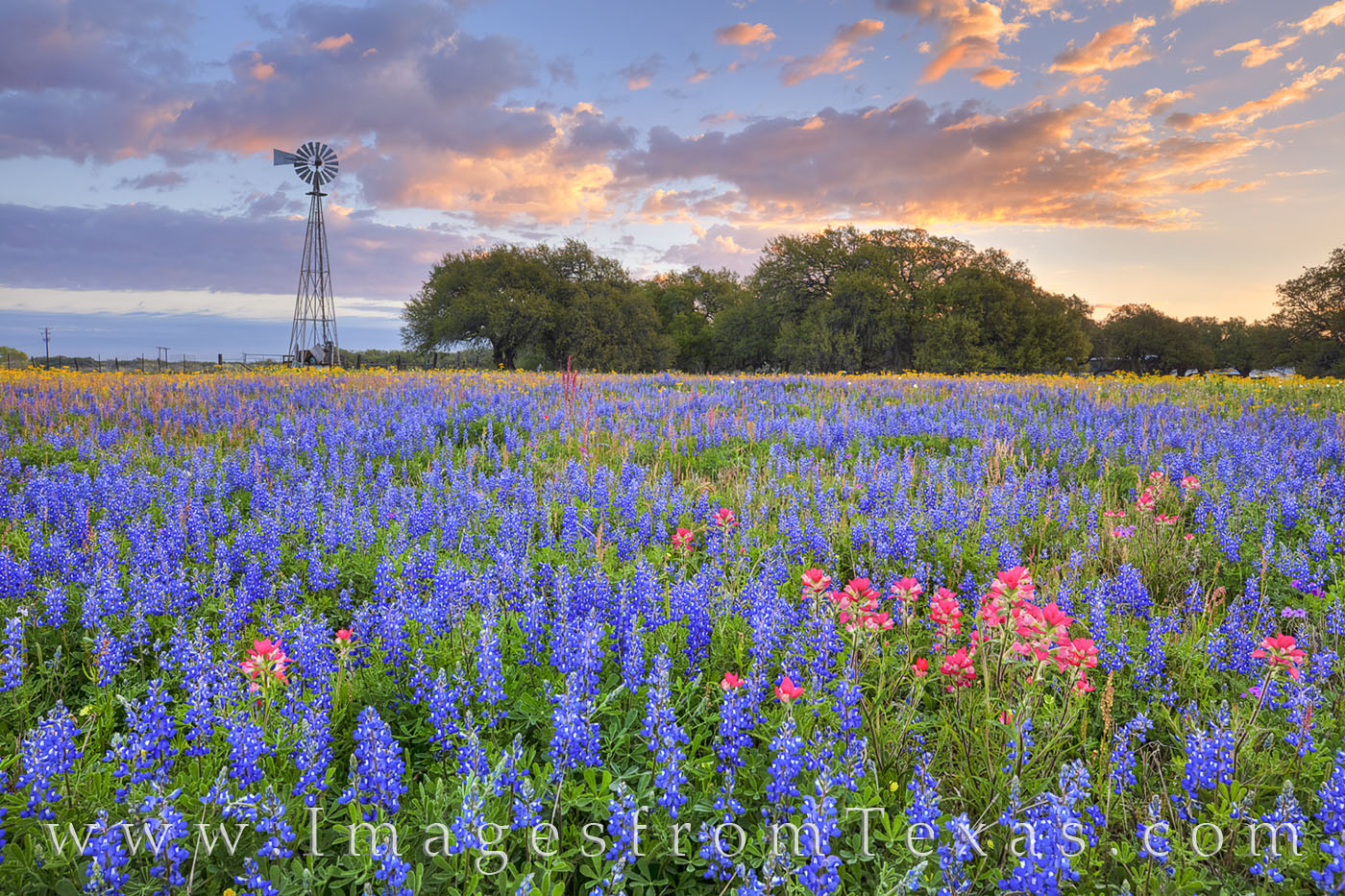 Atascosa county, wildflowers, bluebonnets, paintbrush, windmill, morning, poteet, south texas, sunrise, peace, blue, red, spring, bloom