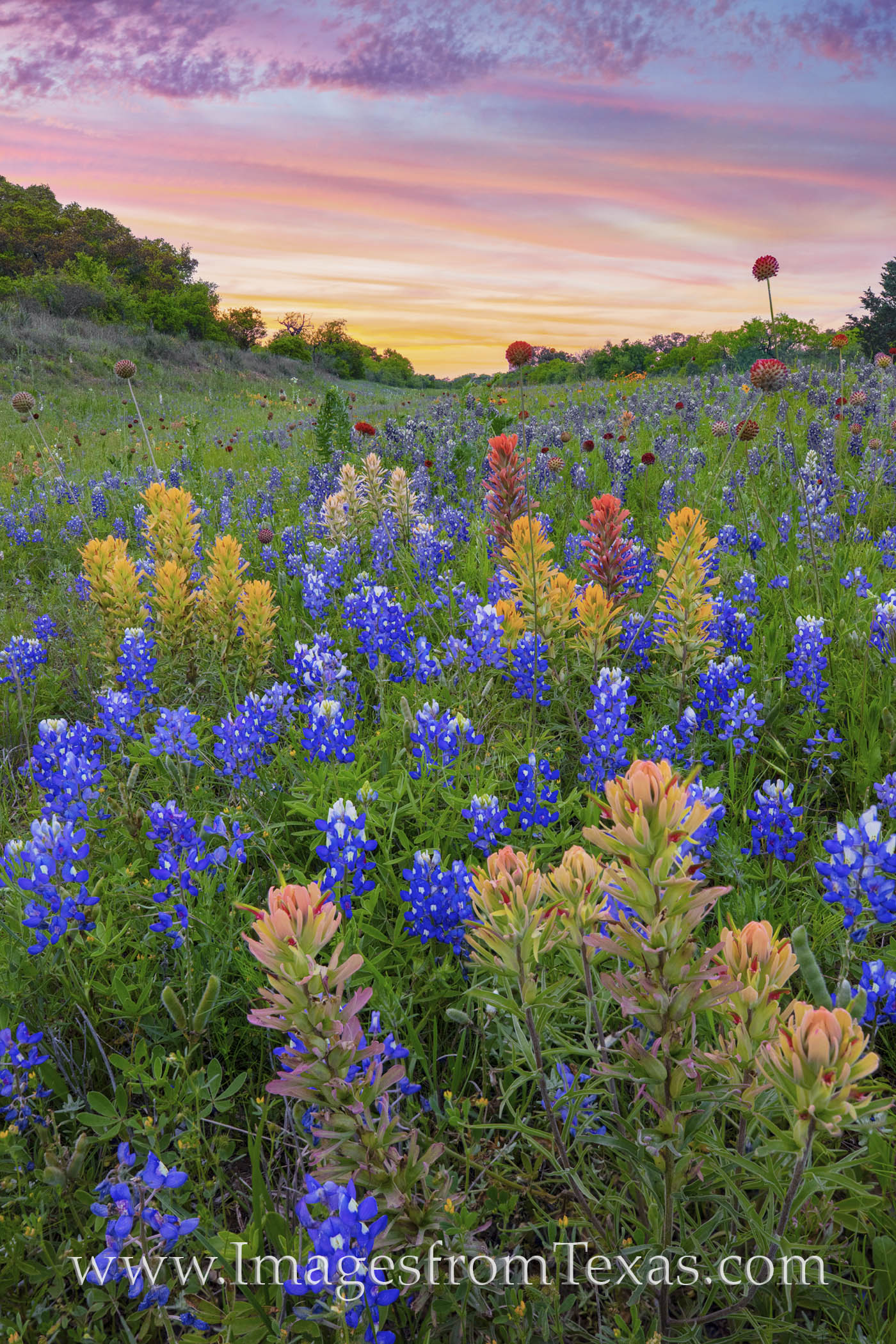 Prarie Paintbrush and Bluebonnets 407-1